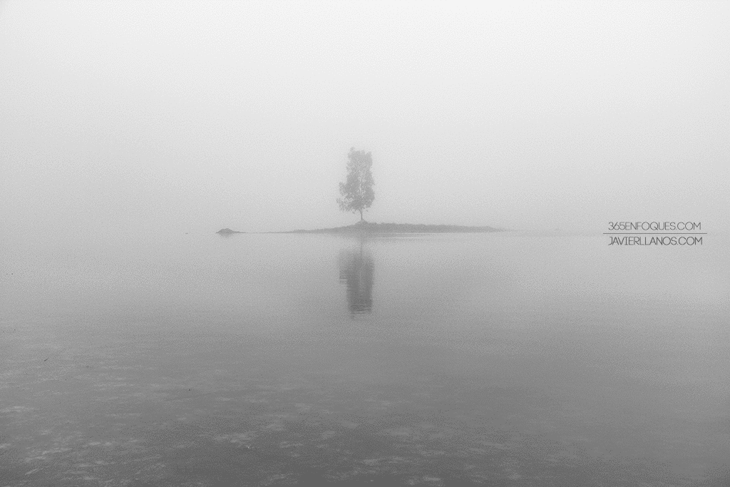 Fotografía minimalista en blanco y negro de un árbol en la niebla.