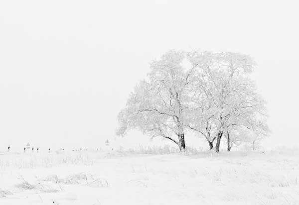 por que foto de nieve gris